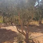 شجر زيتون نيبالي محسن