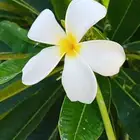 مطلوب دباب بطه السعر بحدود 500ريال. الموقع نمرة العرضيات