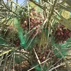 مطلوب ثمرنخل خضري خلاص دخيني تكون حول حوطت سدير تكون كميه