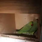 زوج درة مايجي الا صامل
