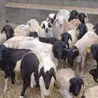 غنم بربري ذبايح
