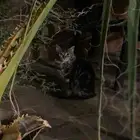 للتبني قطه انثى