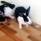 للبيع ارنب ذكروانثي