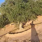 شجر زيتون نيبالي محسن نوصل لجميع انحا المملكه العربيه السعود