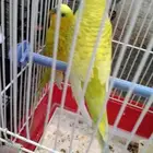 عصفور للبيع