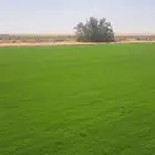 ثيل سي 2000 القصيم