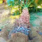 يوجد لدينا جميع انواع النخيل