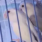 استمارة بيع ماشاء الله تبارك الله..  زوج روز فاخر من