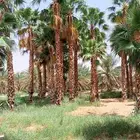 نخيل واشنطني ممتاز درجه اولا