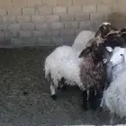 نعيمي جذعان للبيع سمان طيبه بالحيل