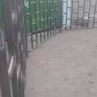 شبك أبل بجوده ممتازه