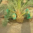 نخل اخلاص سكري شيشي برحي نبوت سلطان عجوه مجدول خضري