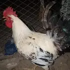 دجاج بلدي بياض حضان