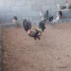 ديوك فيومي وبلدي من اربع شهور ونص الى سته شهور مسيومه من 20
