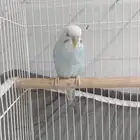 طيور بادجي او حب