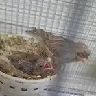 زوج كناري أول انتاج له شباب لون مميز