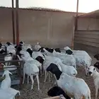 غنم بربري