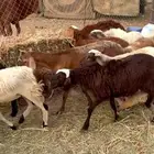 رخال سواكنيه العدد 12