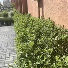 تصميم حدائق