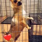 للبيع انثى شيواوا تيكب راس التفاحه منتجه