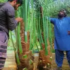 نخل القصيم نخيل للبيع سكري مجدول صقعي ونانه لبانه فحالة