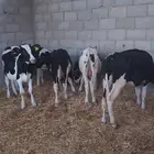 عجول هولندية للبيع