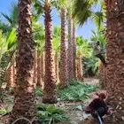 نخل واشنطن زينه امريكي للبيع فاخر ابو مروحه