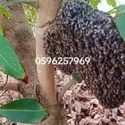 عسل حر علاجي درجة اولى