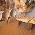 للبيع ديوك تركيه