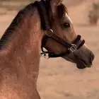 مهر شعبي شيخ