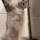 قطط