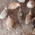 سمان بياض ولاحم للبيع