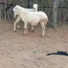 للبيع اثنين فران تربية