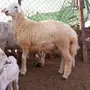طليين طيبة شحم 