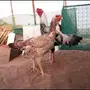 جوز حجازي top 
