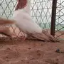جوز سوداني اصفر top 