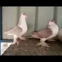 جوزين وطبتين شيرازي 