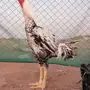 جوز حجازي top 