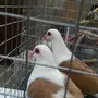 جوز راعبي. او. رعبوب.  أصفر