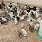 صوص دجاج بلدي وفيومي