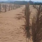 يوجد لدينا فسائل برني للبيع في الحجر للكميات الكبيرة