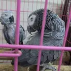 جوز كاسكو منتج