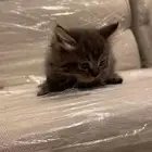 قطط للبيع