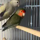 ببغاء روز للبيع ذكر وأنثى العمر 9 أشهر