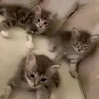 قطط شيرازيه لبيع موقع الدوادمي