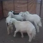 طليان للبيع