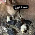 للبيع دجاجة مفرخه