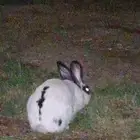 للبيع أرانب العدد22