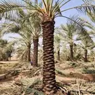 نخيل للبيع الجميع انواعه جميع المقاسات كريم