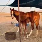 فرس شعبية معسوفة تحتها مهر